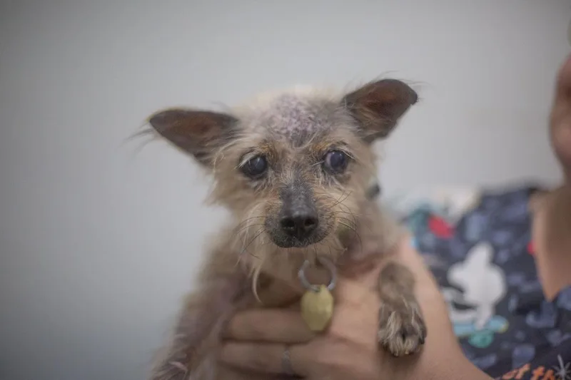 A senior small-sized female Yorkshire Terrier dog named Clover for adoption in Mountain Home, AR