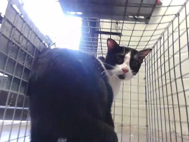 A young medium-sized male Domestic Short Hair cat named Sivester for adoption in Tulsa, OK