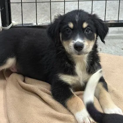 A baby large-sized male Bernese Mountain Dog dog named Michael for adoption in Morton Grove, IL