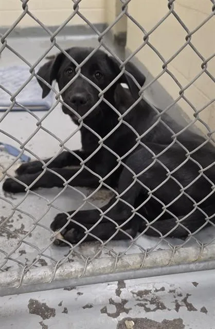 A baby small-sized male Labrador Retriever dog named Miso for adoption in Anchorage, AK