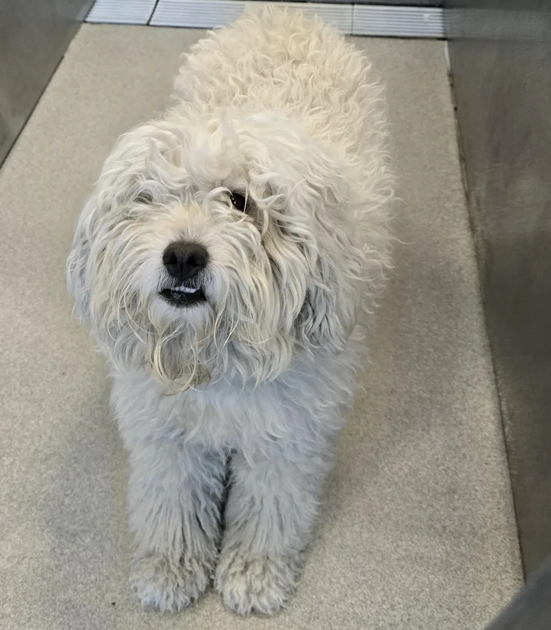 An adult medium-sized male White / Cream Goldendoodle dog named Pebbles for adoption in Amityville, NY