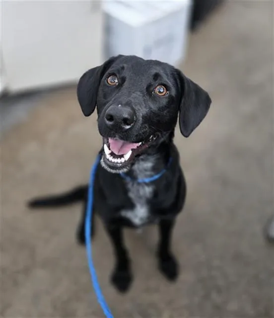 A young large-sized female Mixed Breed dog named Eevie for adoption in Dallas, TX
