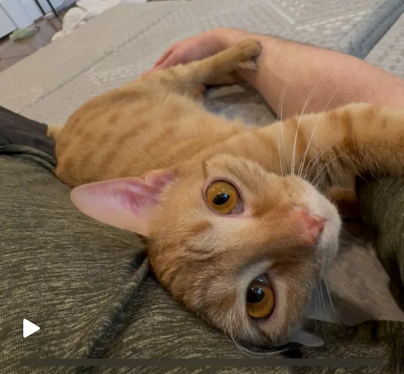 A young medium-sized female Tabby (Orange / Red) American Shorthair cat named Nala for adoption in Houston, TX
