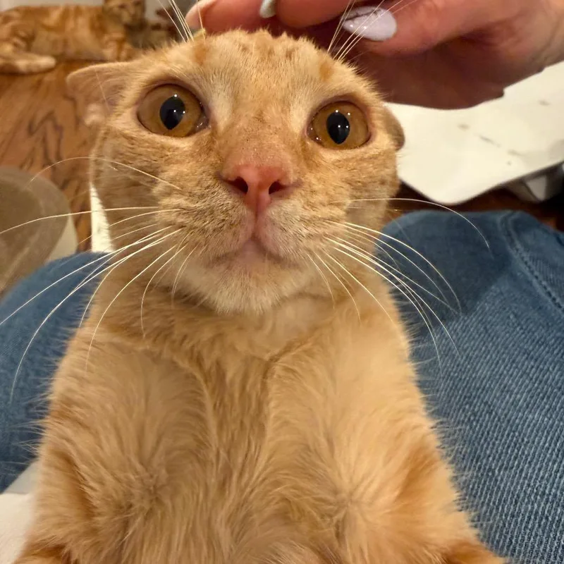 Nala thumbnail 2
