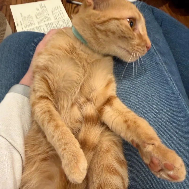 Nala thumbnail 3