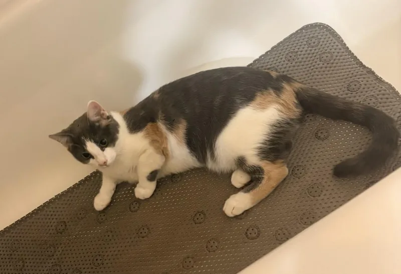 A young medium-sized female Gray & White Domestic Short Hair cat named Amelia for adoption in Baltimore, MD