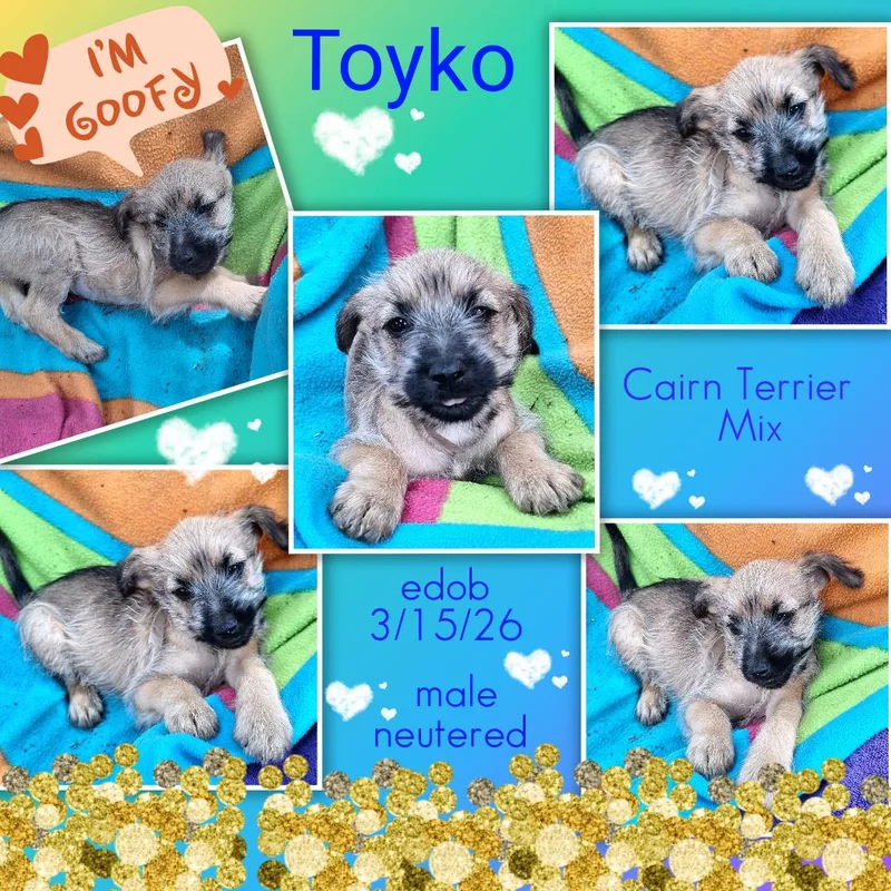 A baby small-sized male Brown / Chocolate Yorkshire Terrier dog named Toyko Wvt for adoption in Missouri City, TX