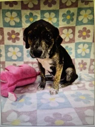 A baby small-sized male Mixed Breed dog named Ryder for adoption in West Chester, PA