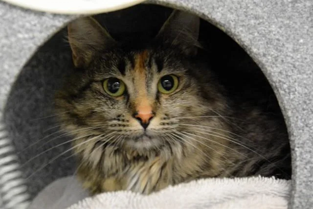 A young medium-sized female Domestic Long Hair cat named Meeka for adoption in Colorado Springs, CO