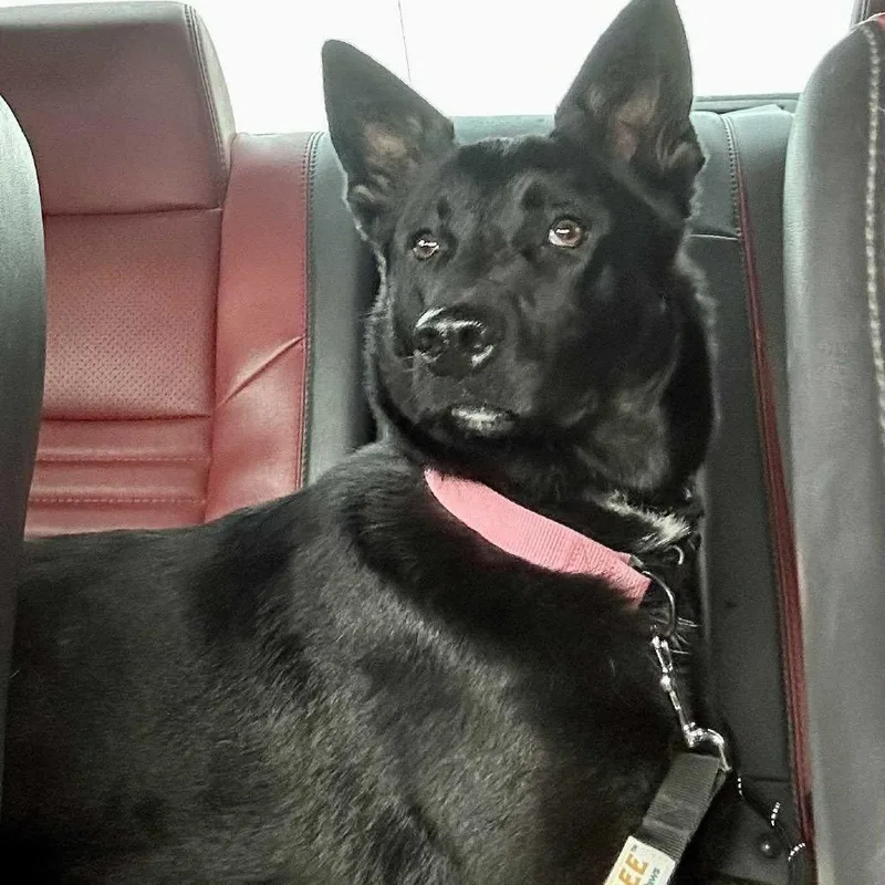 A young medium-sized female Black German Shepherd Dog dog named Raven for adoption in Farmersville, OH