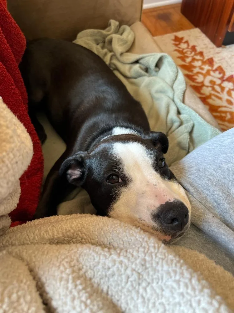 Pongo