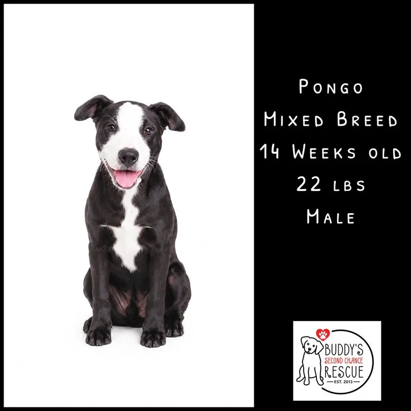 Pongo thumbnail 5