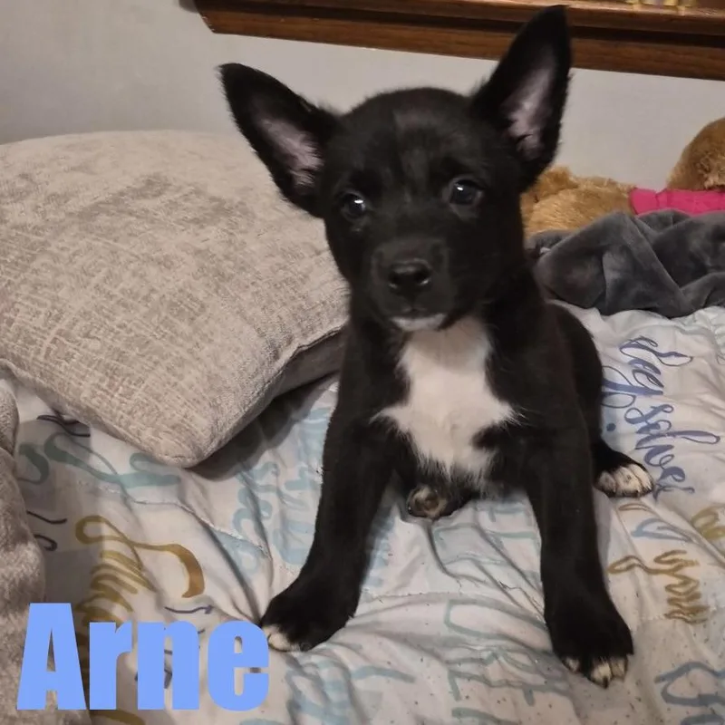 A baby medium-sized male Terrier dog named Arne for adoption in Ellicott City, MD