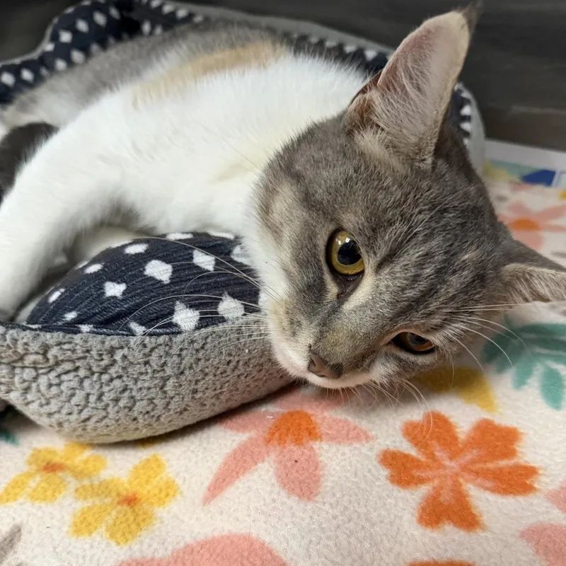 An adult small-sized female Torbie Domestic Short Hair cat named Miss Muffet for adoption in Marion, VA