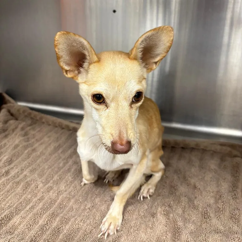 An adult small-sized female Mixed Breed dog named Blondie for adoption in Yuma, AZ