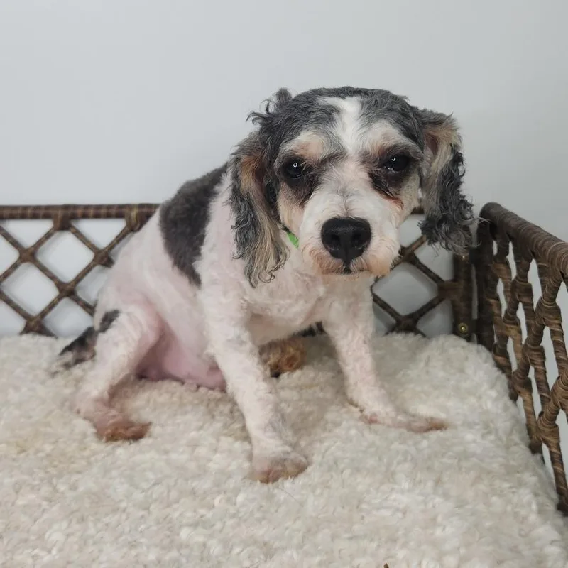 An adult small-sized male Miniature Poodle dog named Dash for adoption in Fort Wayne, IN