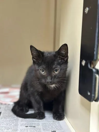 A young medium-sized male Black Domestic Short Hair cat named Ottis for adoption in Marshall, TX