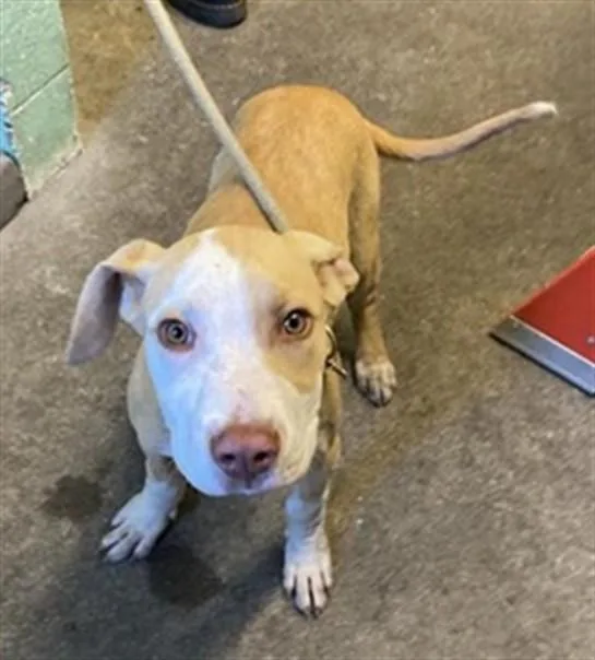 A baby small-sized male Pit Bull Terrier dog named Ushi for adoption in Sacramento, CA