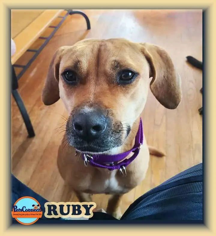 An adult medium-sized female Apricot / Beige Labrador Retriever dog named Ruby for adoption in South Bend, IN