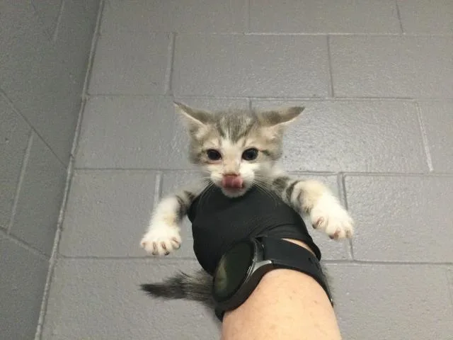 A baby small-sized female Domestic Short Hair cat named Faye for adoption in Thousand Palms, CA