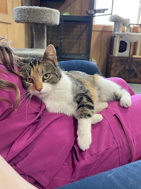An adult medium-sized female Domestic Short Hair cat named Lucy for adoption in Gettysburg, PA