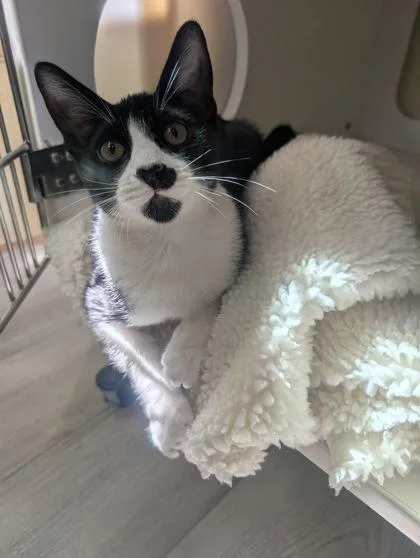 A young small-sized male Domestic Short Hair cat named Tommy for adoption in Divide, CO