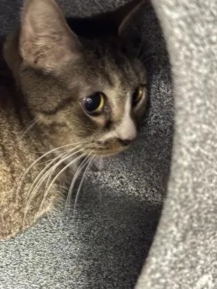 An adult medium-sized female Domestic Short Hair cat named Clarence for adoption in Daytona Beach, FL