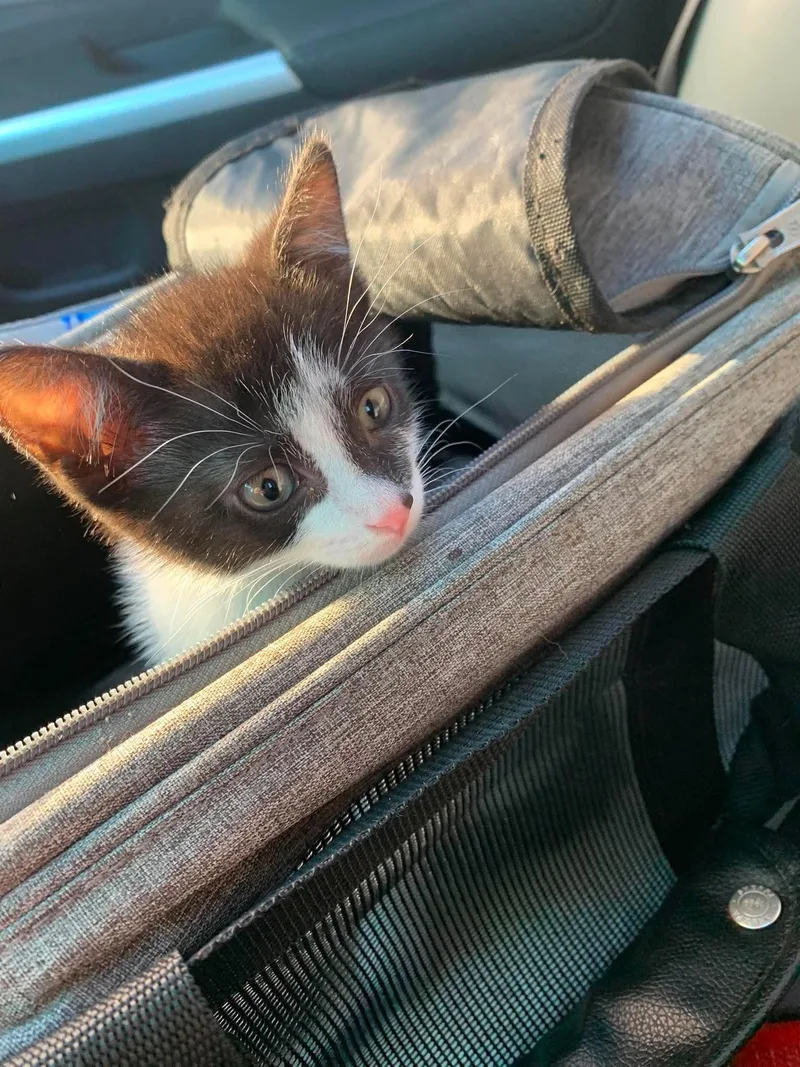 A baby small-sized female Domestic Short Hair cat named Queen for adoption in Verona, NJ