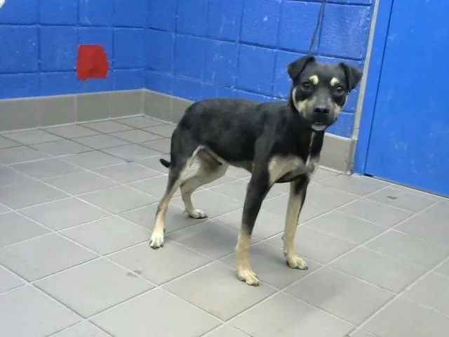 A young small-sized male Pit Bull Terrier dog named Max for adoption in Albuquerque, NM