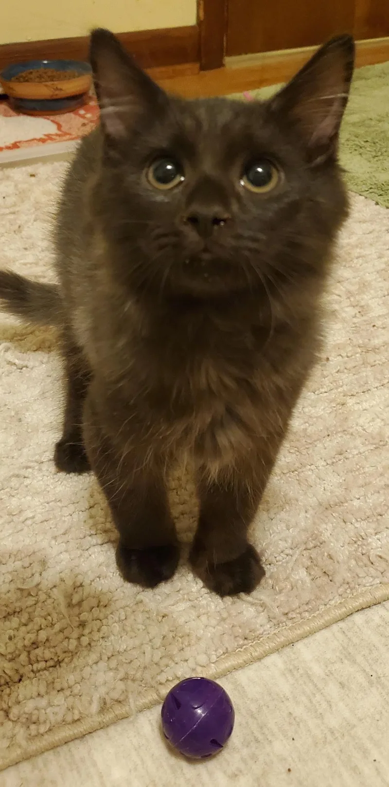 A baby medium-sized male Black Domestic Medium Hair cat named Red for adoption in Beltsville, MD