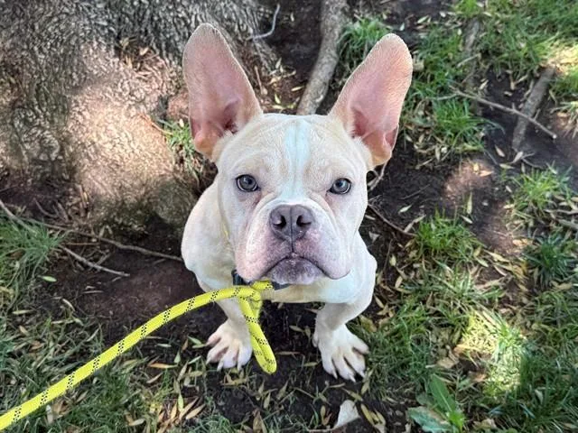 A young small-sized male French Bulldog dog named Elk for adoption in Antioch, CA