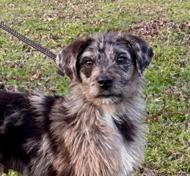 Pup Baylor thumbnail 2