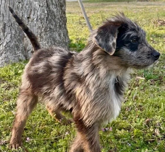 Pup Baylor thumbnail 3