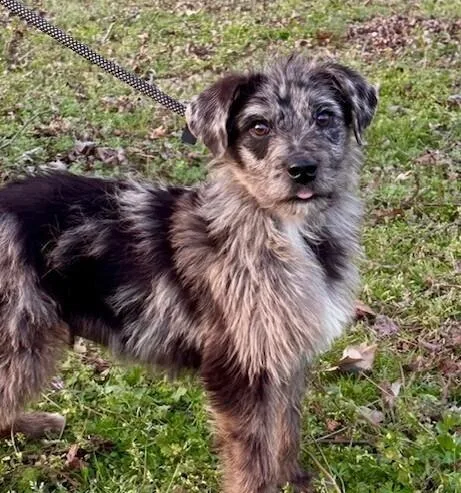 Pup Baylor thumbnail 4