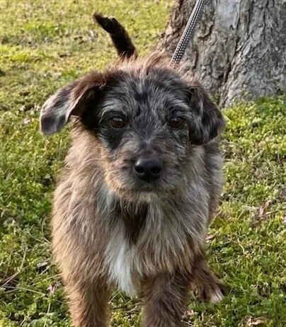 Pup Baylor thumbnail 5