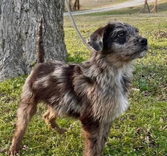 Pup Baylor thumbnail 6