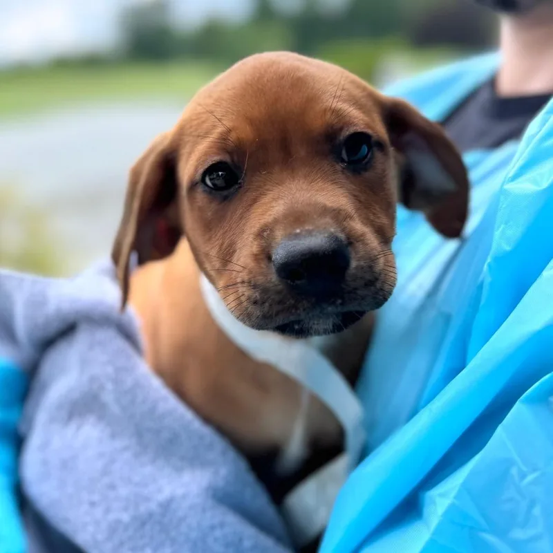 Banjo