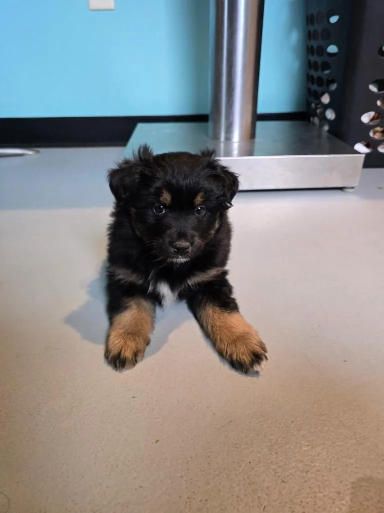 A baby small-sized male Australian Shepherd dog named Ma Dandelion for adoption in Ashland, WI