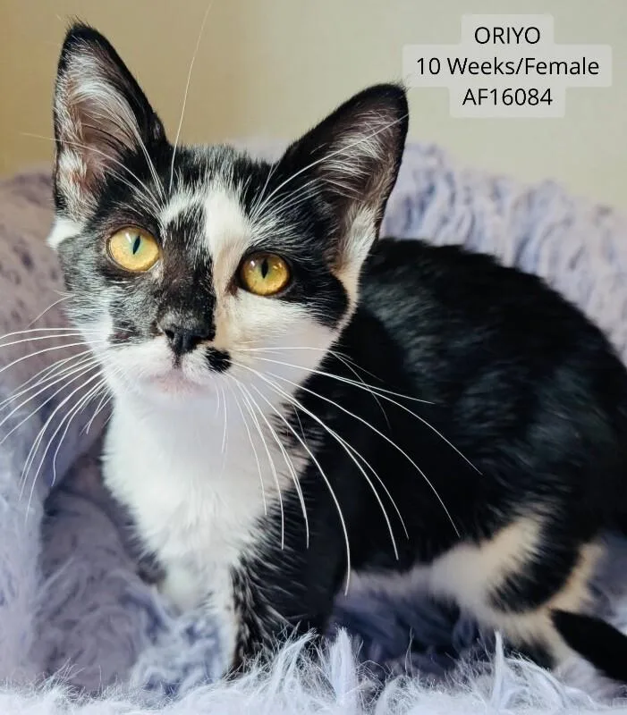 A young medium-sized female Black Domestic Short Hair cat named Oriyo for adoption in Supply, NC