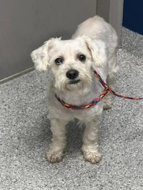 A senior small-sized male Maltese dog named Butter for adoption in Pasadena, TX