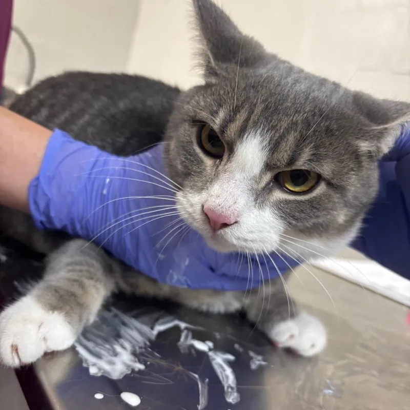 An adult medium-sized male Gray / Blue / Silver Domestic Short Hair cat named Bullwinkle for adoption in Clanton, AL