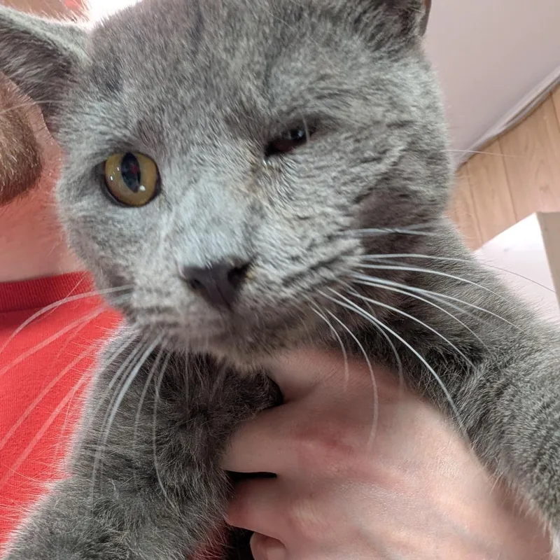 An adult medium-sized male Gray / Blue / Silver Domestic Short Hair cat named Despereaux for adoption in Leander, TX