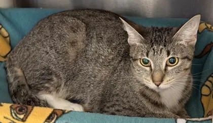An adult small-sized female Domestic Short Hair cat named Meowgarita for adoption in Venice, FL