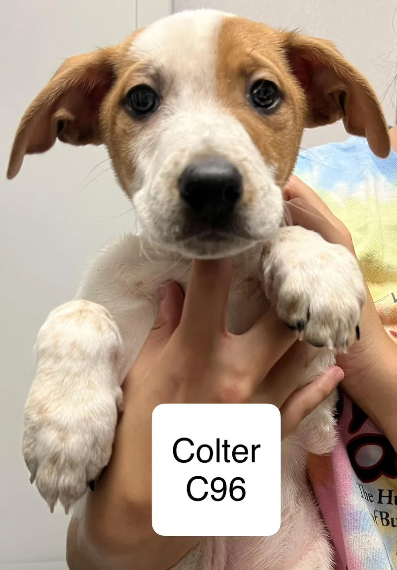 A baby medium-sized male Australian Shepherd dog named Colter for adoption in Morganton, NC