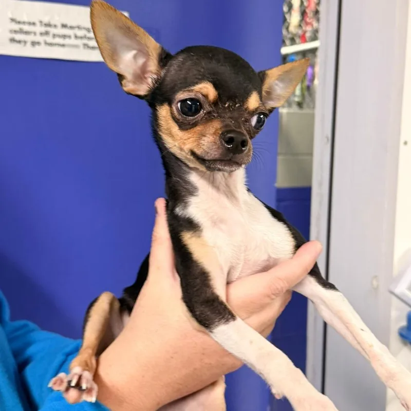 A young small-sized male Chihuahua dog named CT Biscuit avail Sep for adoption in Stormville, NY