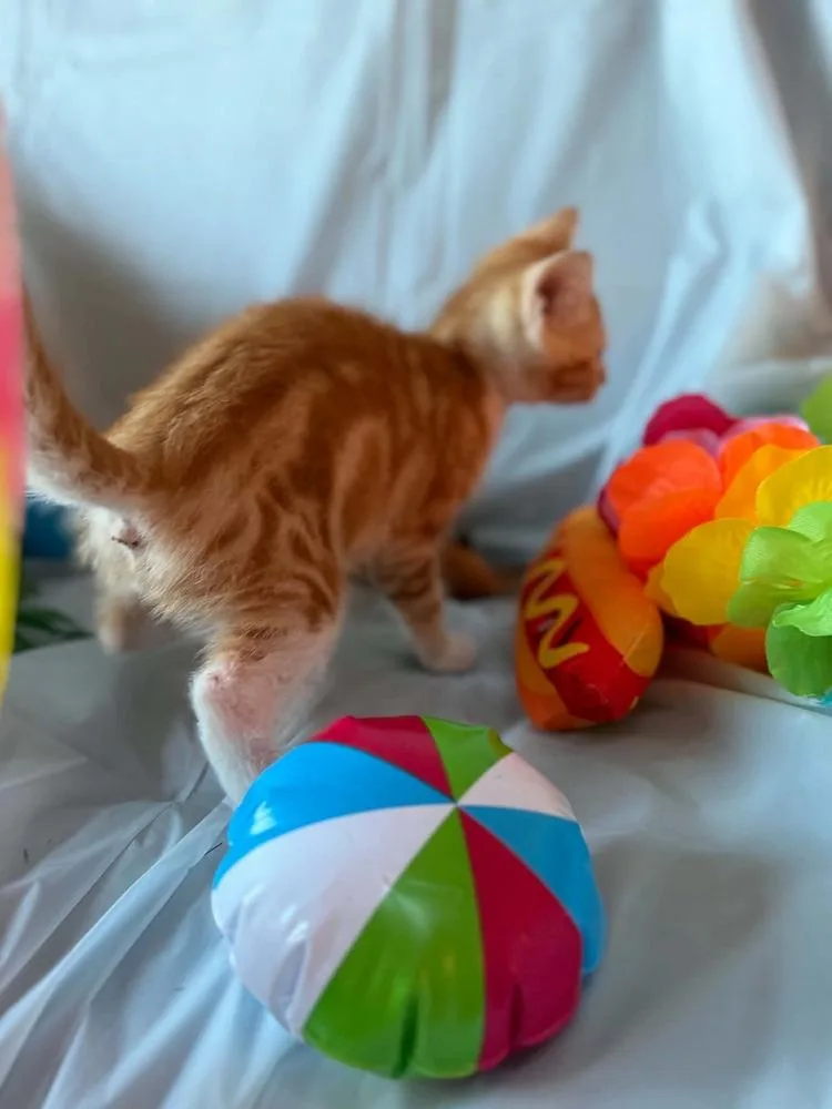 A baby small-sized male Orange & White Tabby cat named Julian for adoption in Deltona, FL