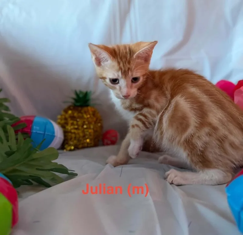 Julian thumbnail 3