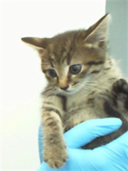 A baby small-sized male Domestic Short Hair cat named Irving for adoption in Charlotte, NC