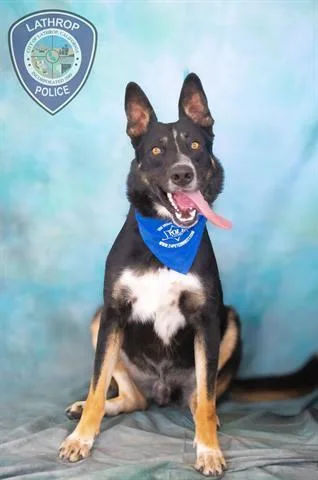 An adult large-sized male German Shepherd Dog dog named Gunner for adoption in Lathrop, CA