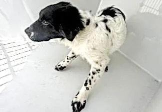 A baby small-sized female Clumber Spaniel dog named A for adoption in Houston, TX